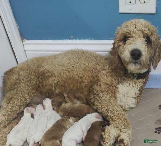 Mini Goldendoodle dogs Merlin - Ad 2