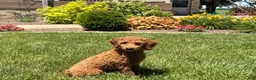 Cockapoo dogs for sale: Shellie - Ad 3