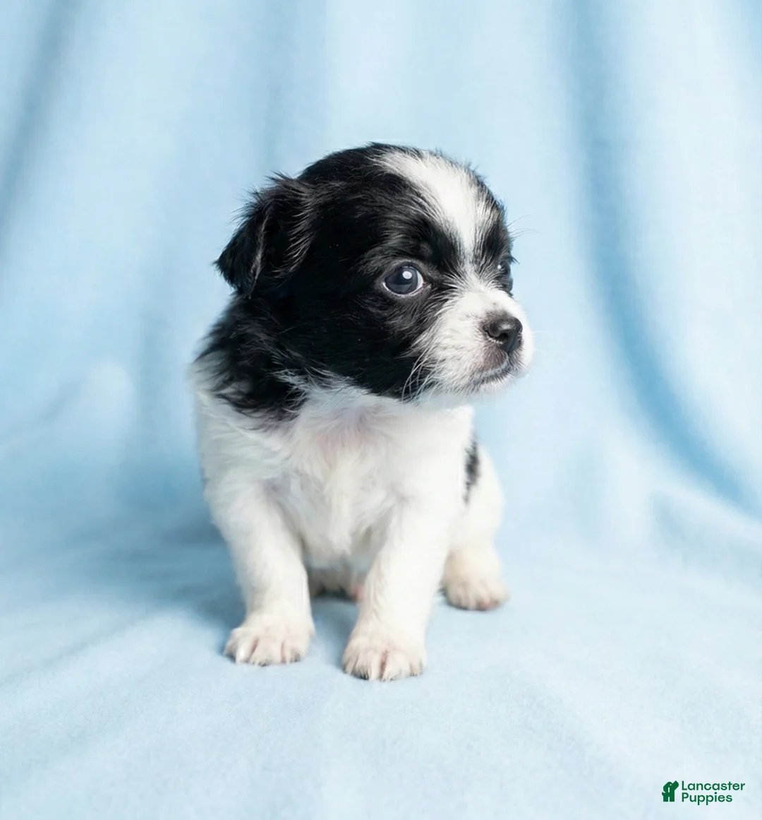 Mixed Breed dogs for sale: Danny - Ad 3