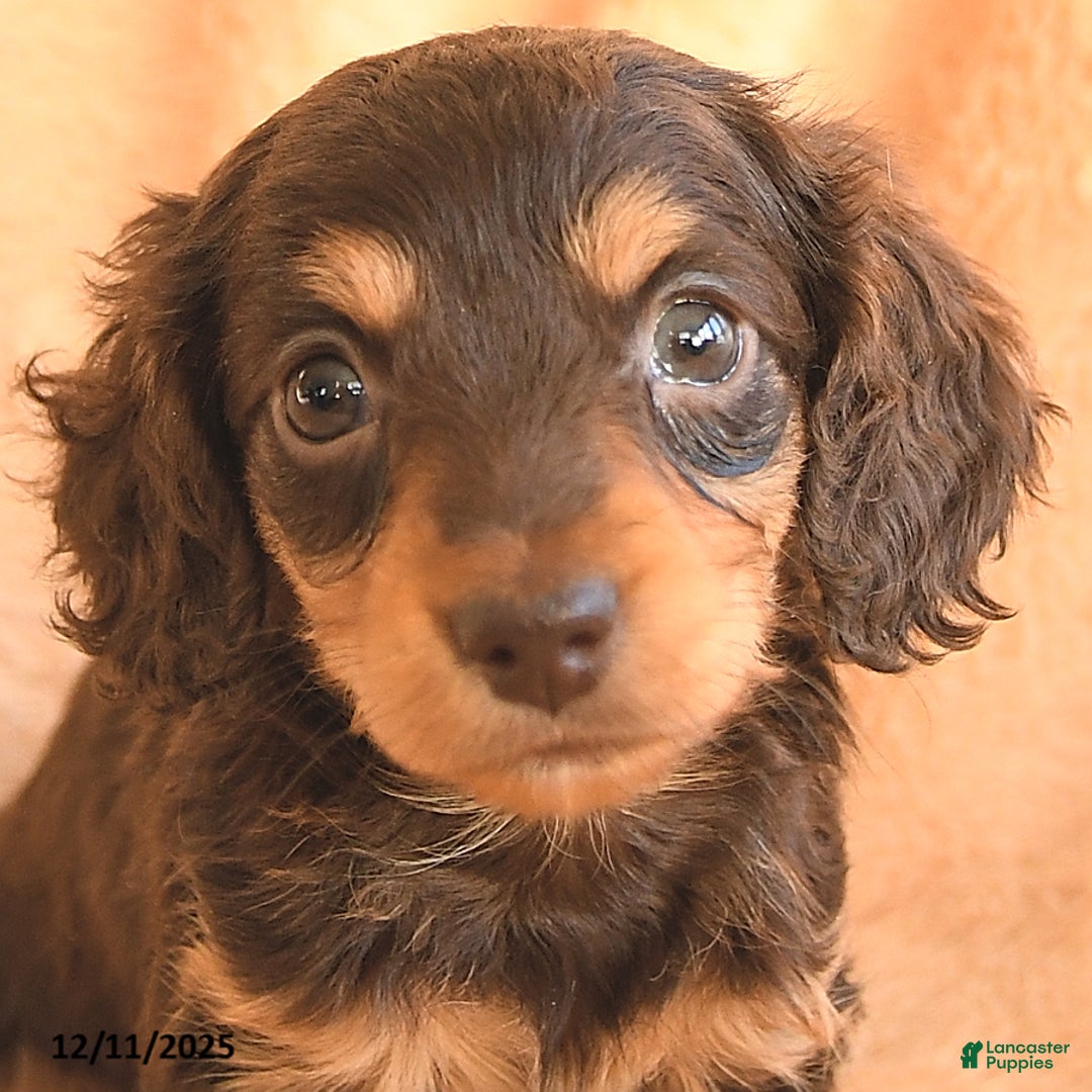 Miniature Dachshund dogs for sale: Smores - Ad 3