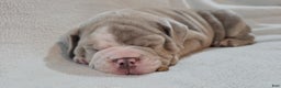 Olde English Bulldogge dogs for sale: Olde English Bulldogge Puppy 4 - Ad 2