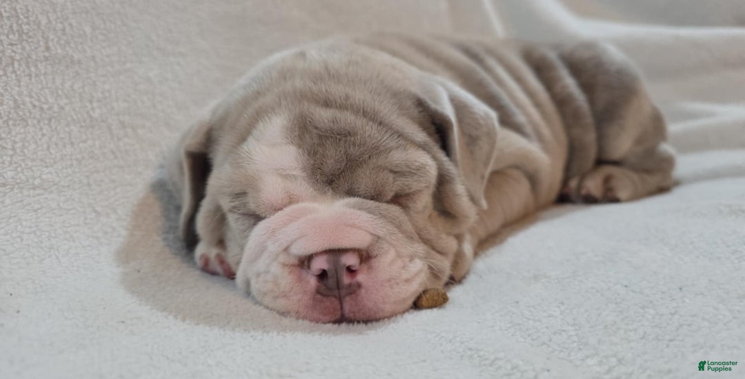 Olde English Bulldogge dogs for sale: Olde English Bulldogge Puppy 4 - Ad 2