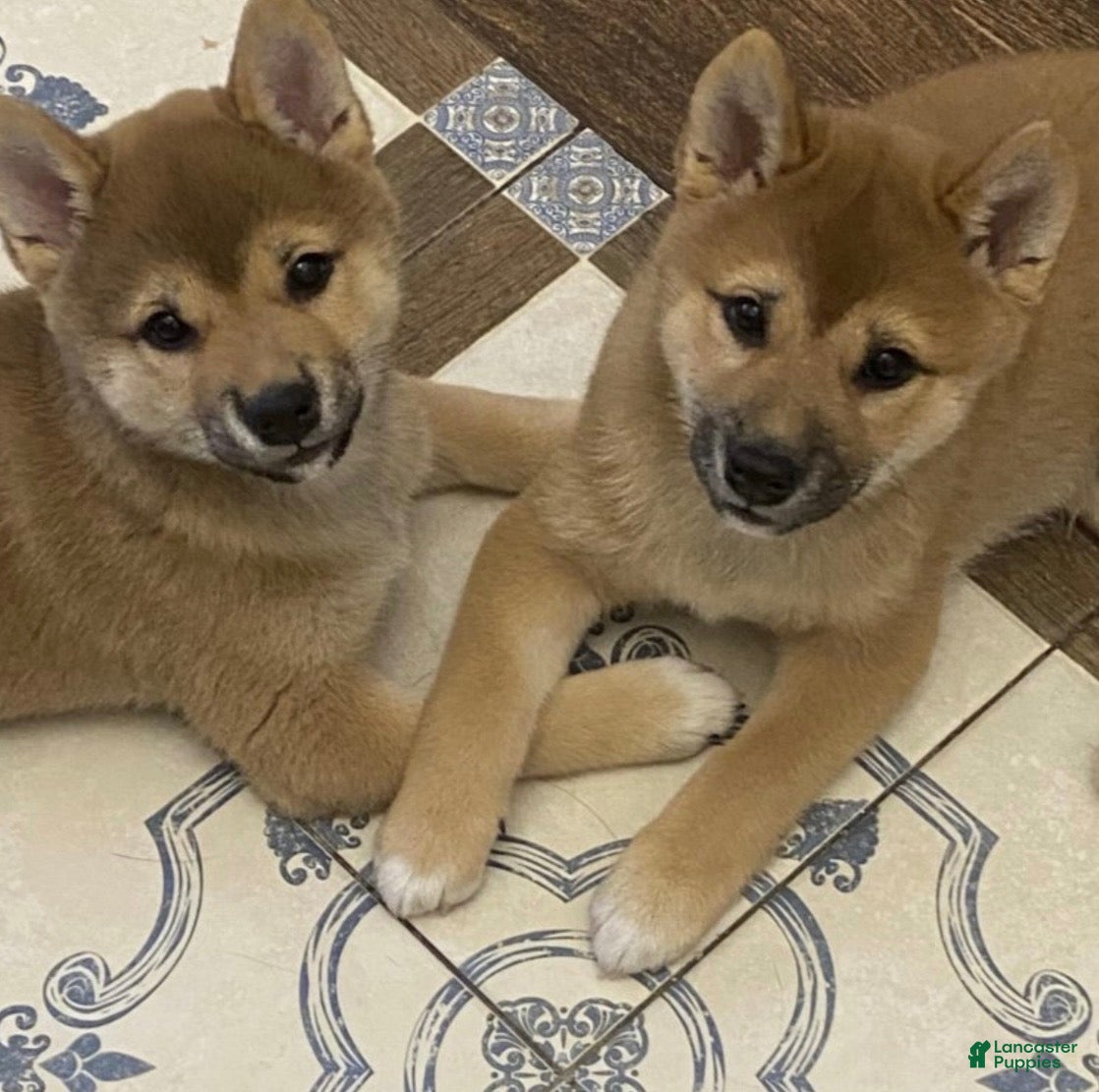 Shiba Inu dogs for sale: Sophie  - Ad 3
