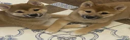 Shiba Inu dogs for sale: Sophie  - Ad 1