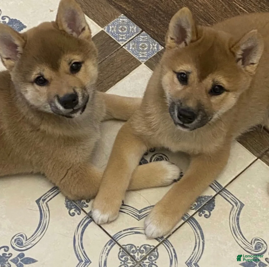 Shiba Inu dogs for sale: Sophie  - Ad 1