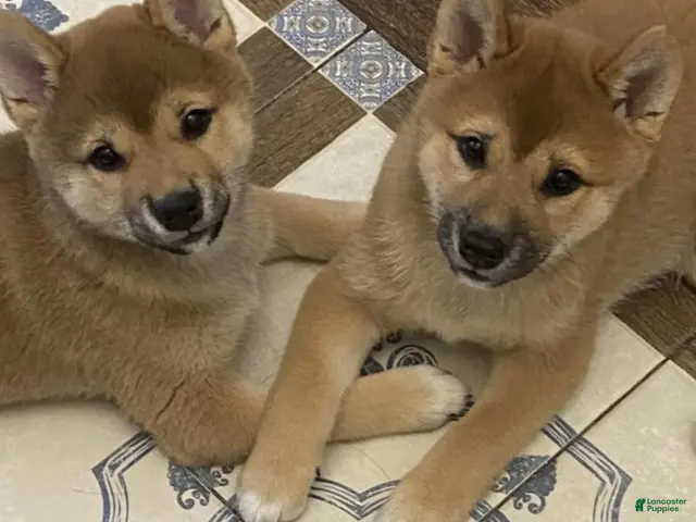 Shiba Inu dogs Sophie - Ad 1