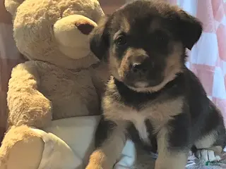 Mixed Breed dogs Snickers - Ad 8