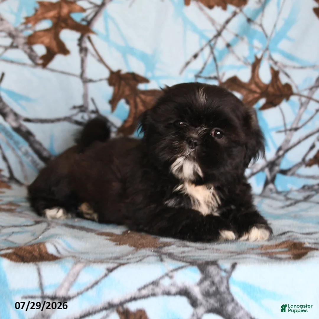Shih Tzu dogs for sale: Bear - Ad 1