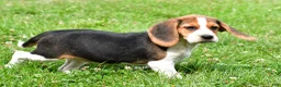 Beagle dogs for sale: Piper - Ad 2
