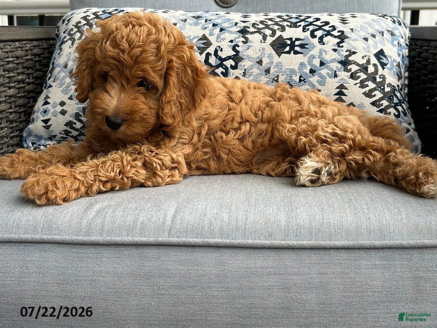 Mixed Breed dogs Cuddly - Ad 2