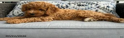 Mixed Breed dogs for sale: Cuddly - Ad 2