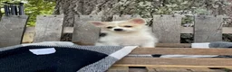 Mixed Breed dogs for sale: Luane - Ad 4