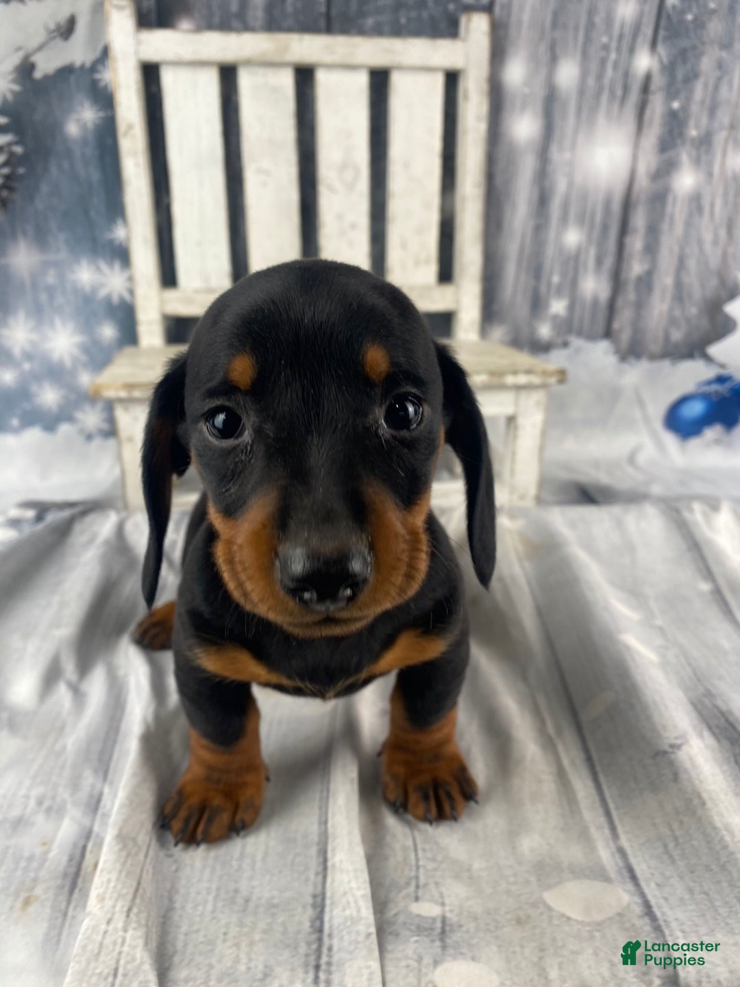 Miniature Dachshund dogs for sale: Johnny - Ad 5