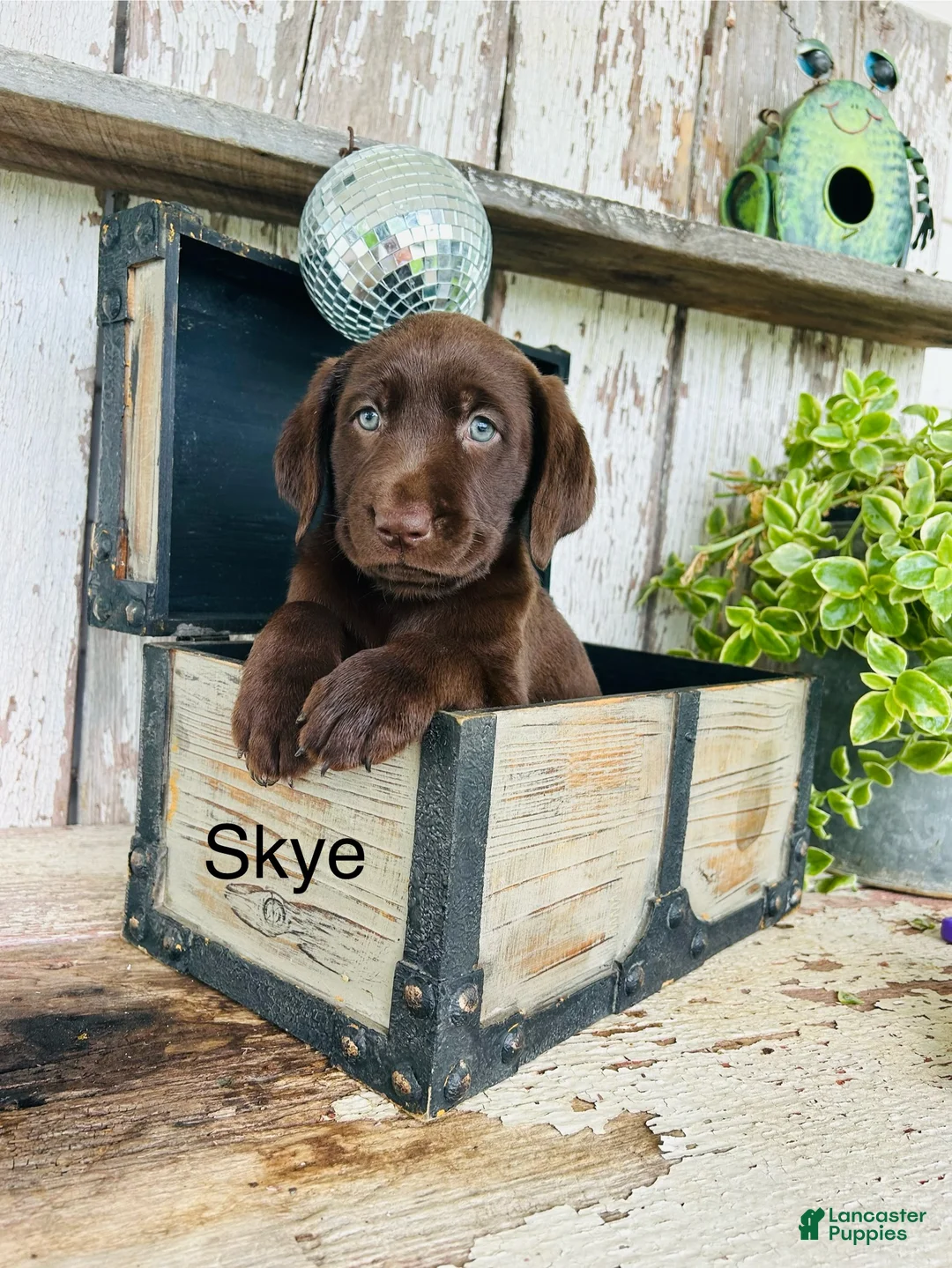 Labrador Retriever dogs for sale: Skye  - Ad 1