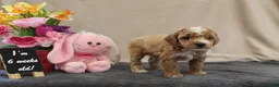 Miniature Poodle dogs for sale: Pixel - Ad 9