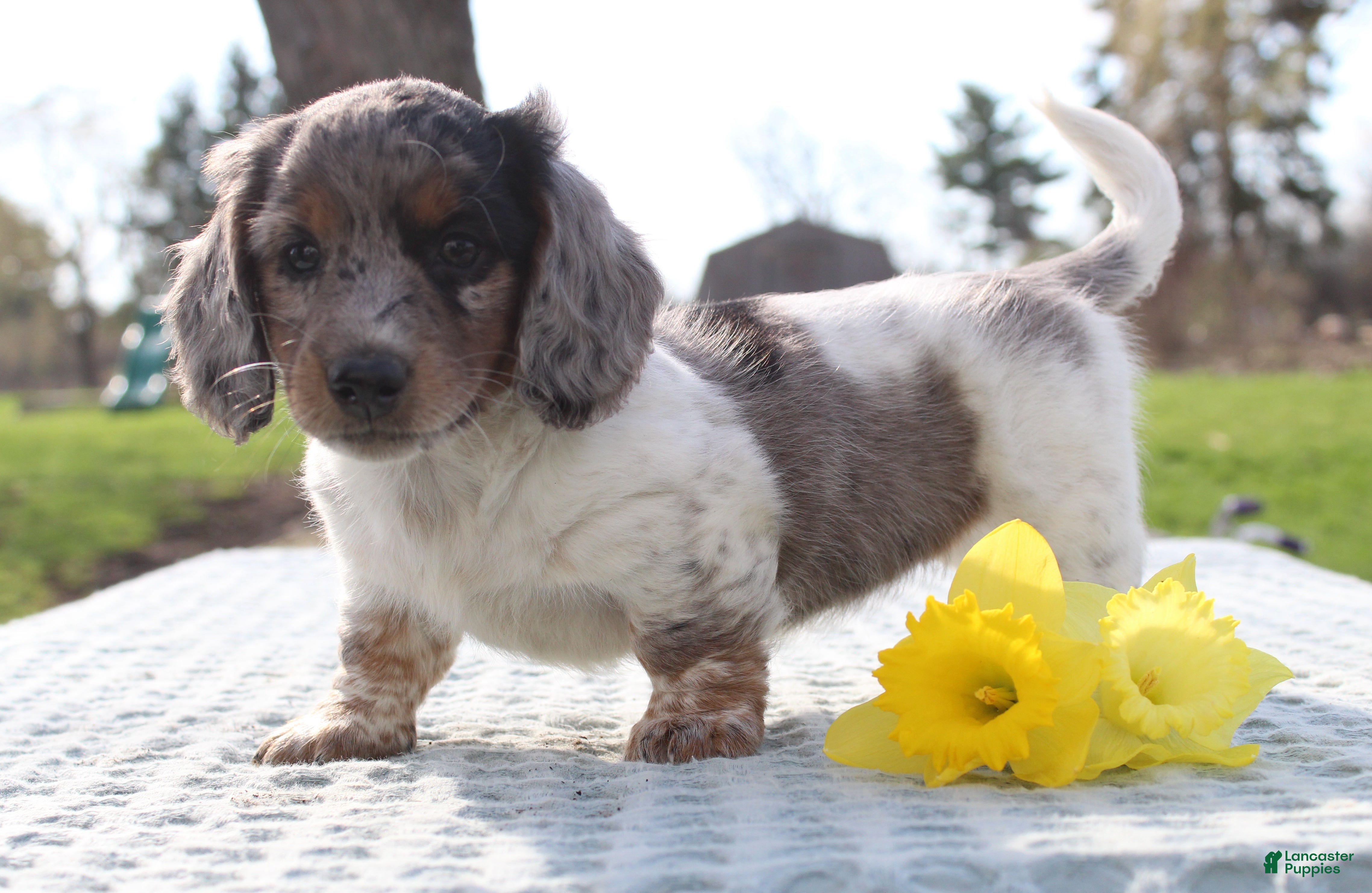 Miniature Dachshund dogs Ravioli - Ad 2