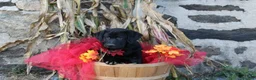 Goldador dogs for sale: Cherokee - Ad 2