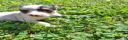 Mixed Breed dogs for sale: Mixed Breed Puppy 2 - Ad 6
