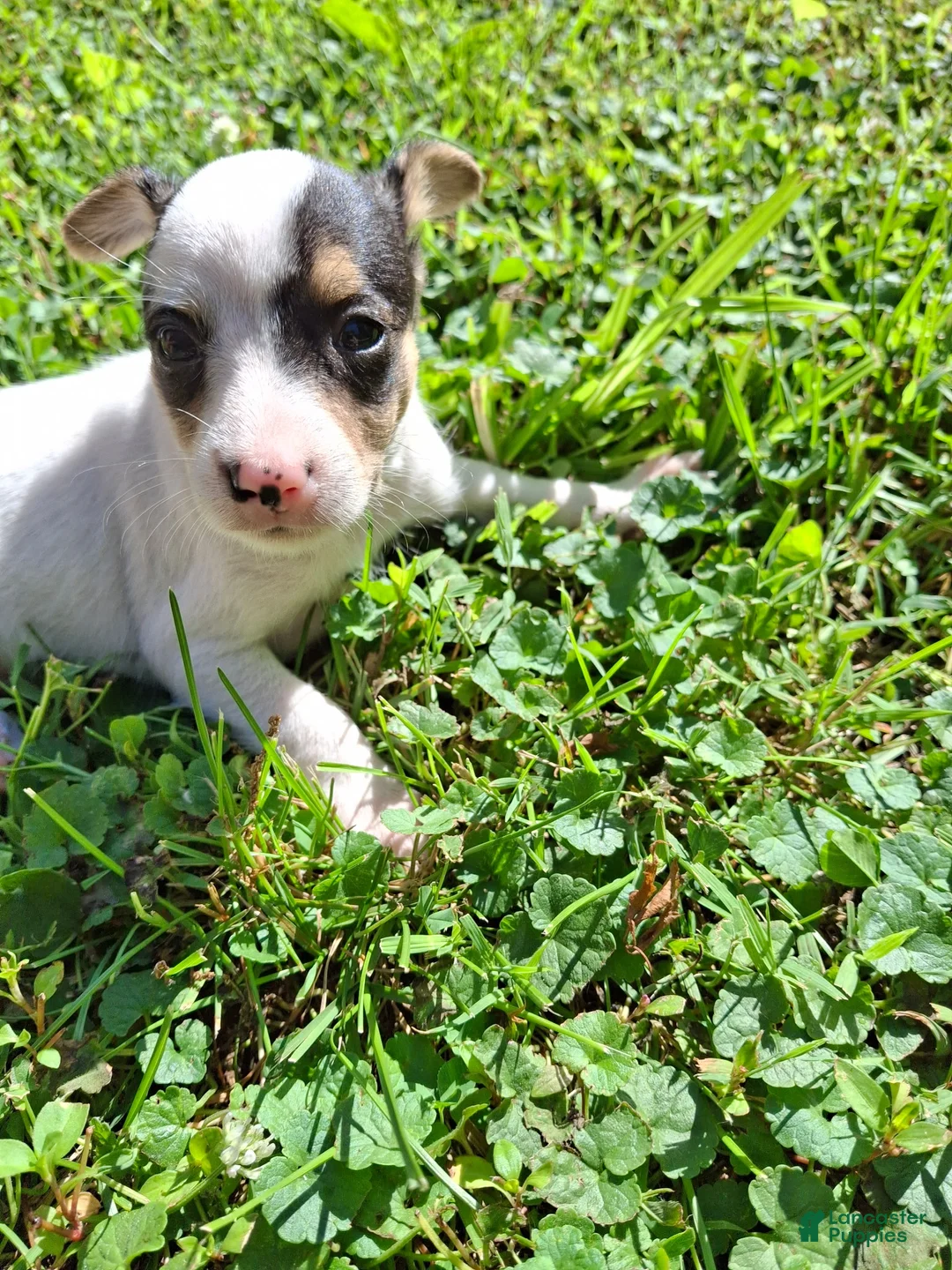 Mixed Breed dogs for sale: Mixed Breed Puppy 2 - Ad 6