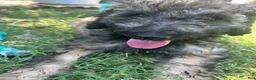 Bordoodle dogs for sale: Roxy - Ad 2