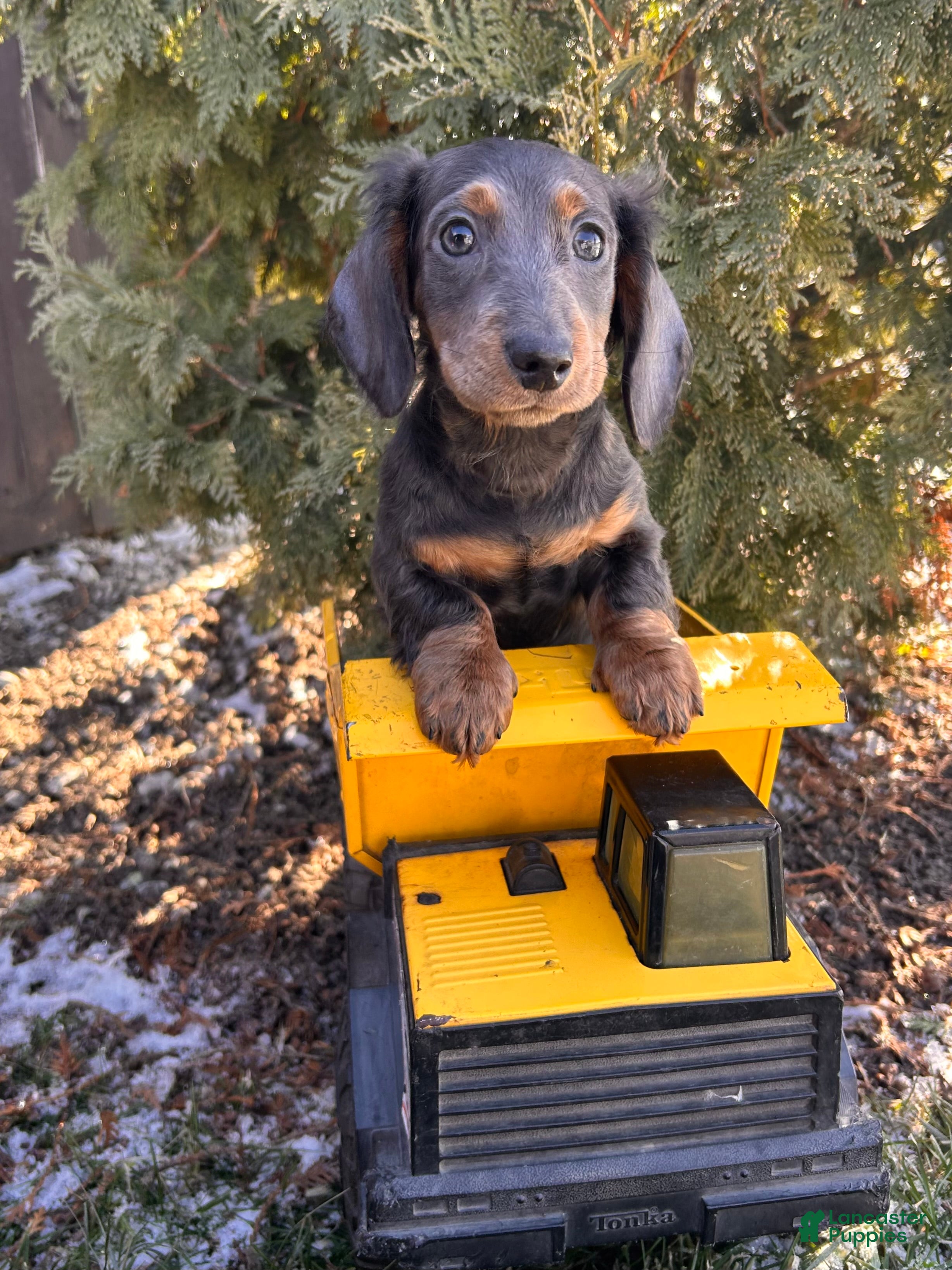 Miniature Dachshund dogs Clyde - Ad 30