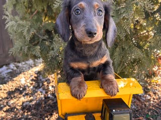 Miniature Dachshund dogs Clyde - Ad 29