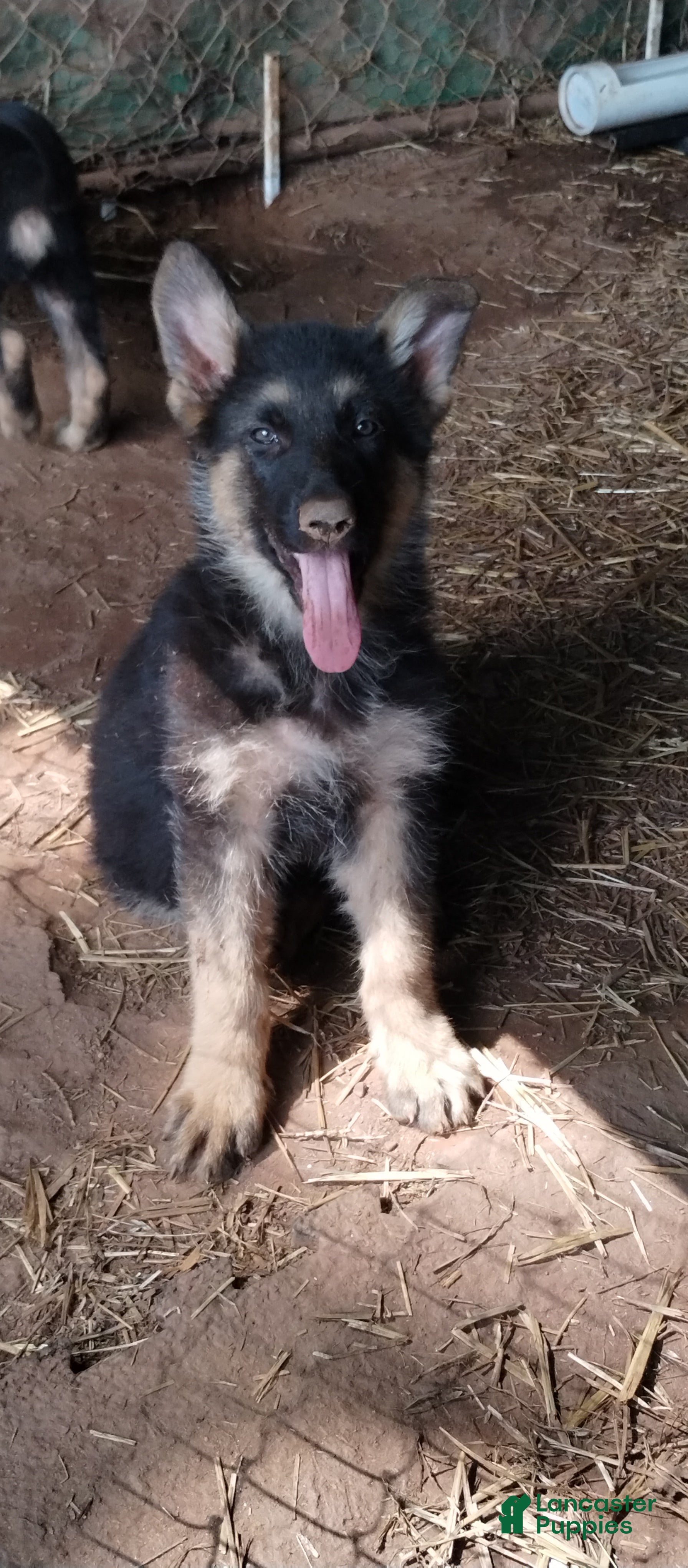 German Shepherd dogs German Shepherd Puppy 2 - Ad 30