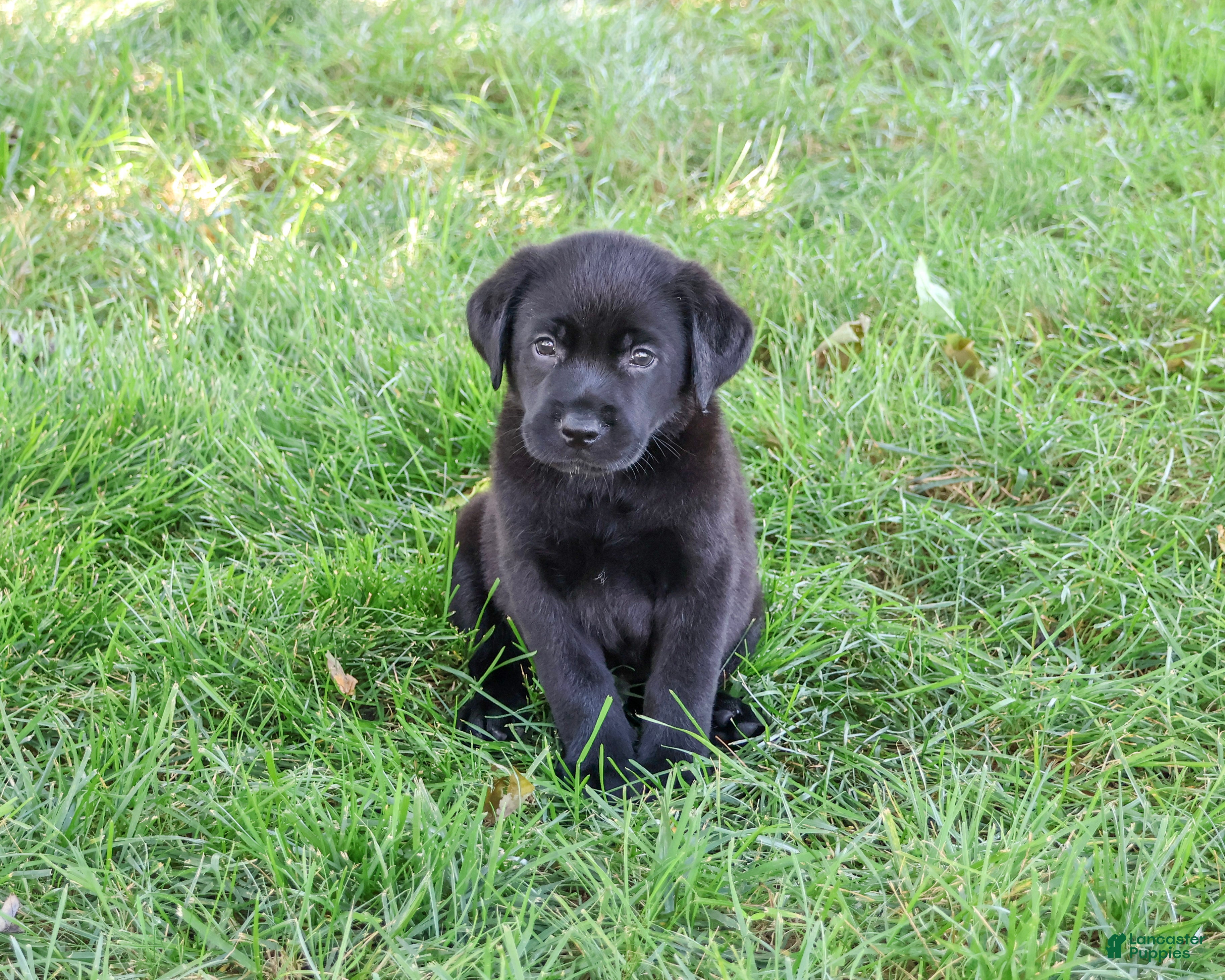Labrador Retriever dogs Marshall - Ad 37