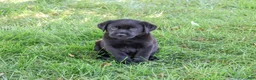 Labrador Retriever dogs for sale: Marshall - Ad 1