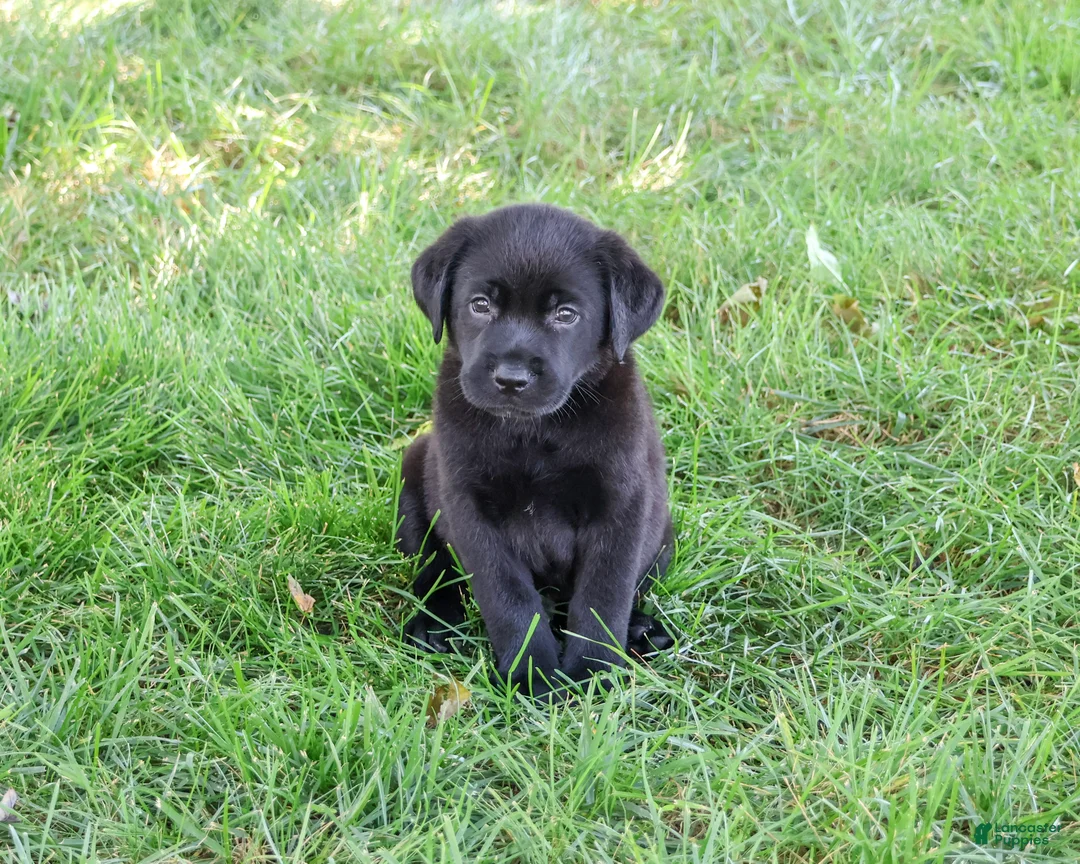 Labrador Retriever dogs for sale: Marshall - Ad 1