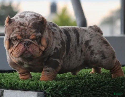 American Bully dogs for sale: American Bully 2 - Ad 9