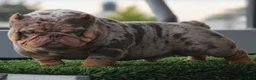 American Bully dogs for sale: American Bully 2 - Ad 1