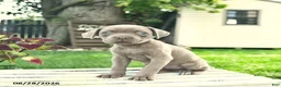 Cane Corso dogs for sale: Daisy  - Ad 5