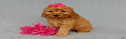 Mini Goldendoodle dogs for sale: Lela-MEDIUM - Ad 5