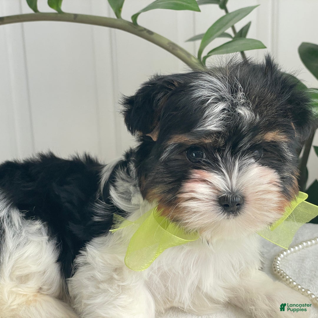 Biewer Terrier dogs for sale: Kodiak - Ad 7