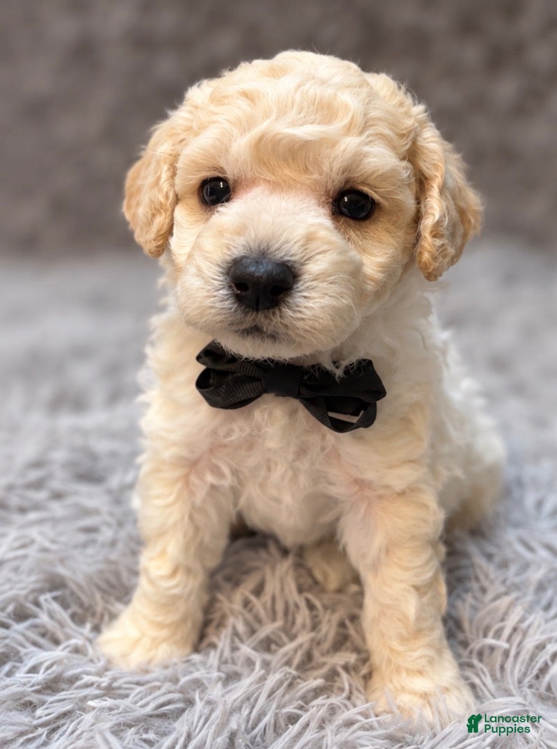 Toy Poodle dogs for sale: Bernard  - Ad 11