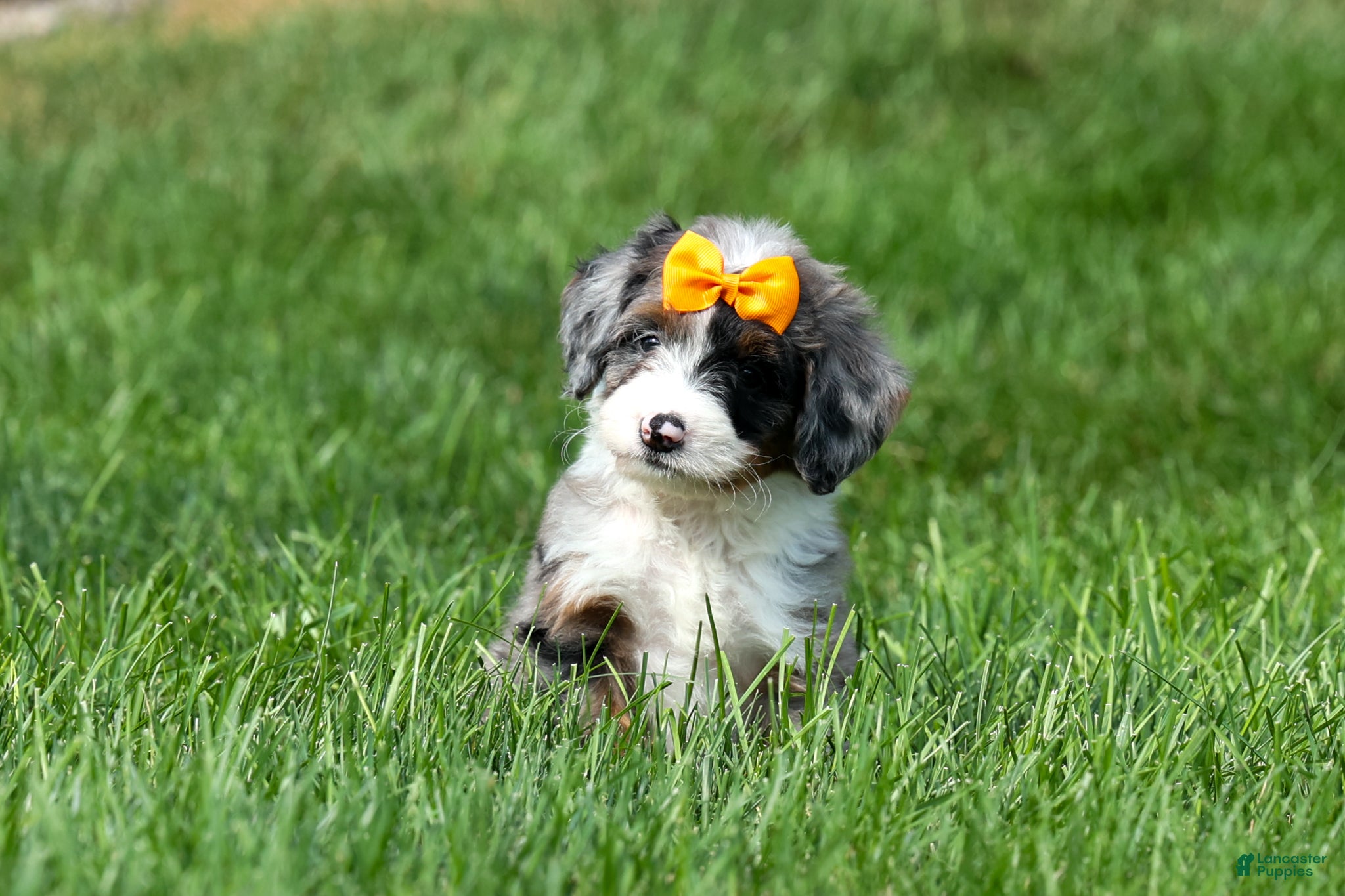 Mini Bernedoodle dogs 🐾 Percy 🐾 - Ad 1