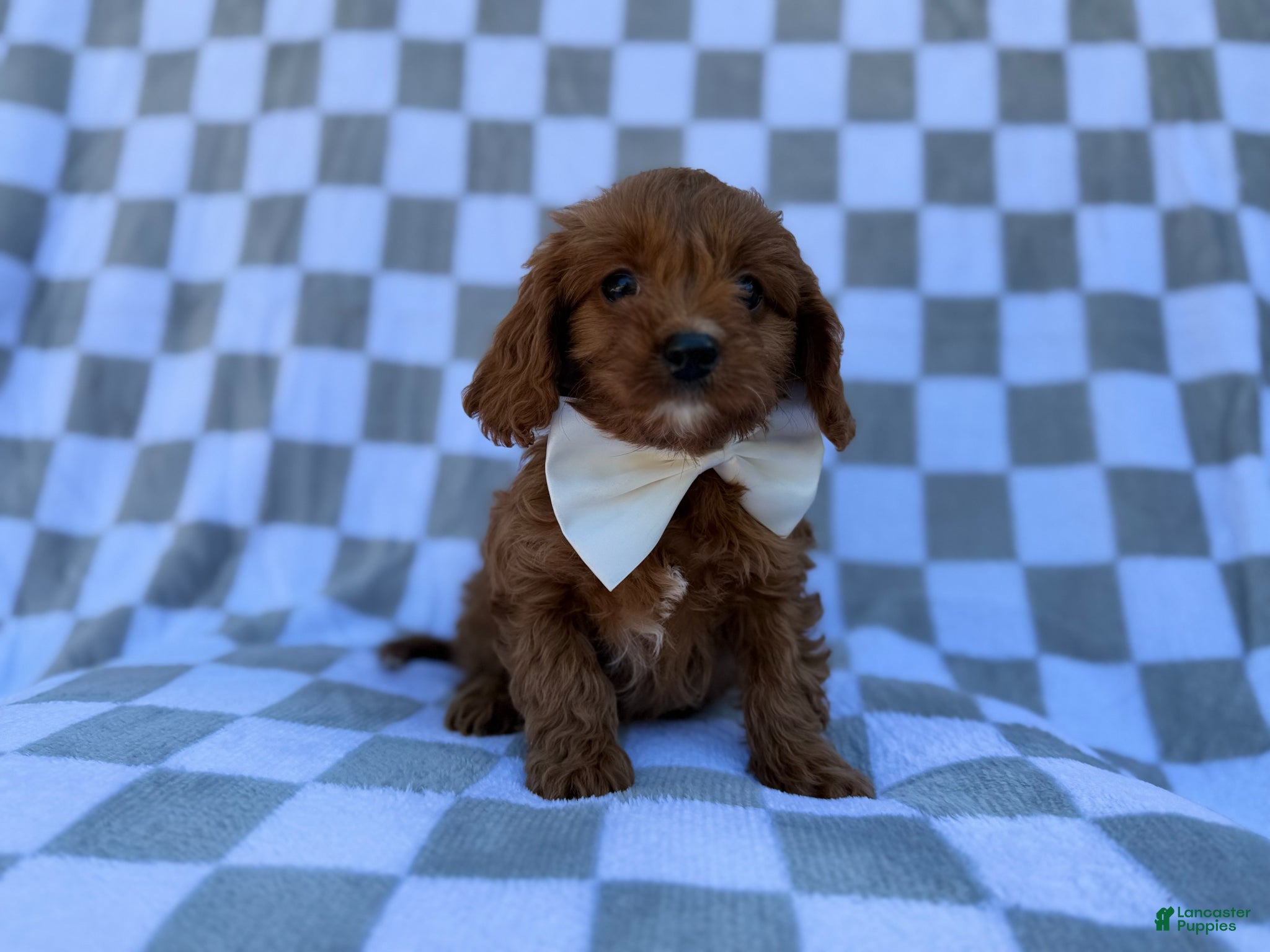 Cavapoo dogs Nash - Ad 5