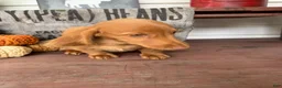 Miniature Dachshund dogs for sale: Toby - Ad 6