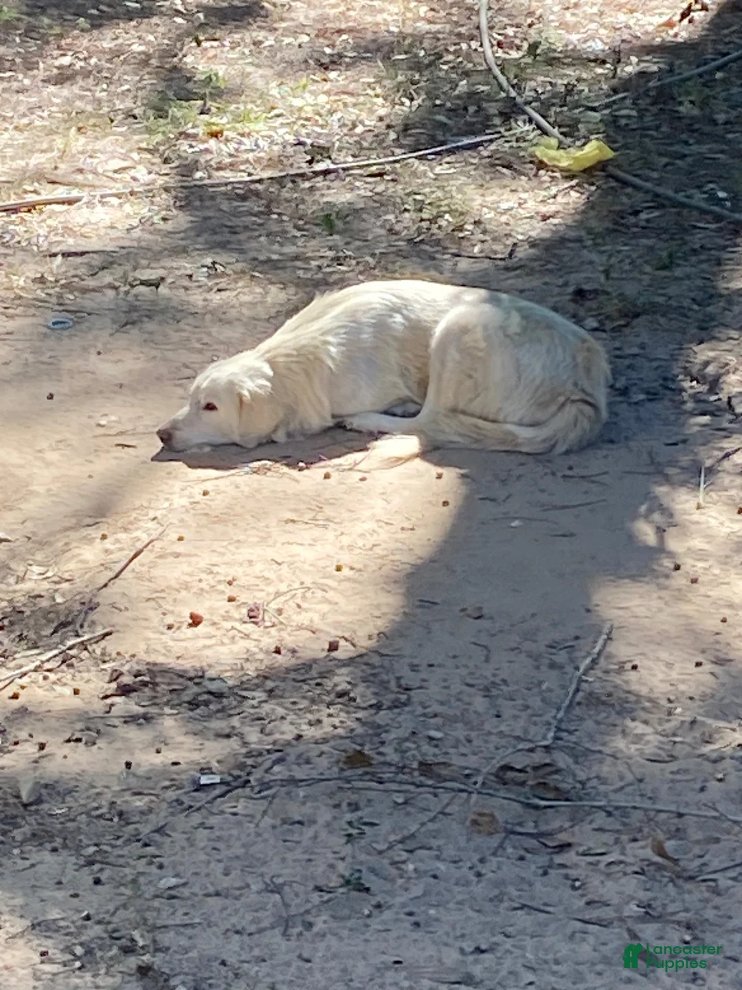 Great Pyrenees dogs for sale: Great Pyrenees 2 - Ad 2