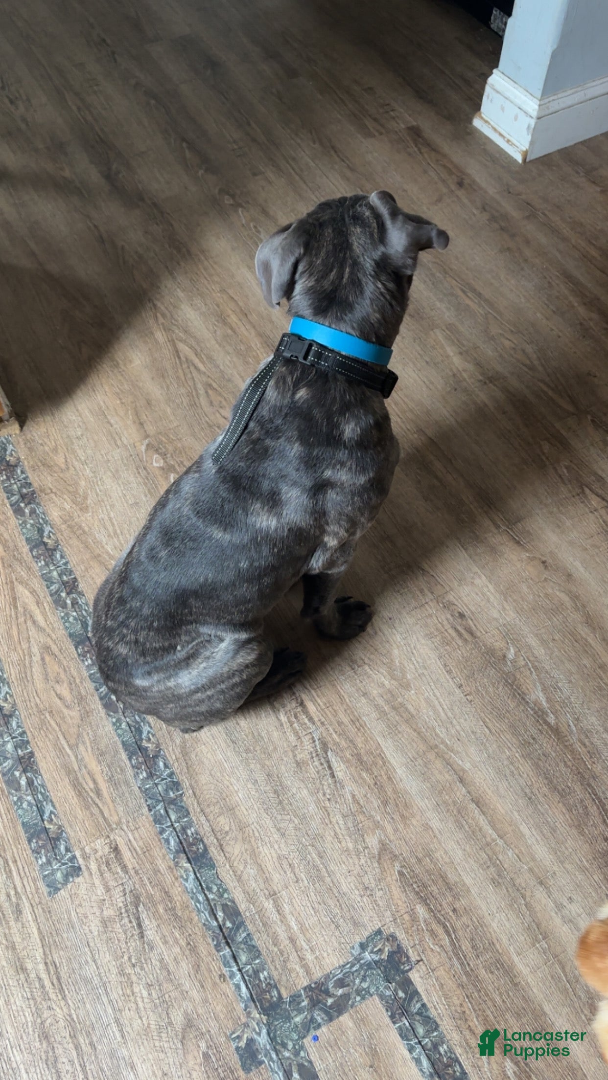 Cane Corso dogs Matrix - Ad 36