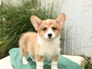 Welsh Corgi Pembroke dogs - Ad 29