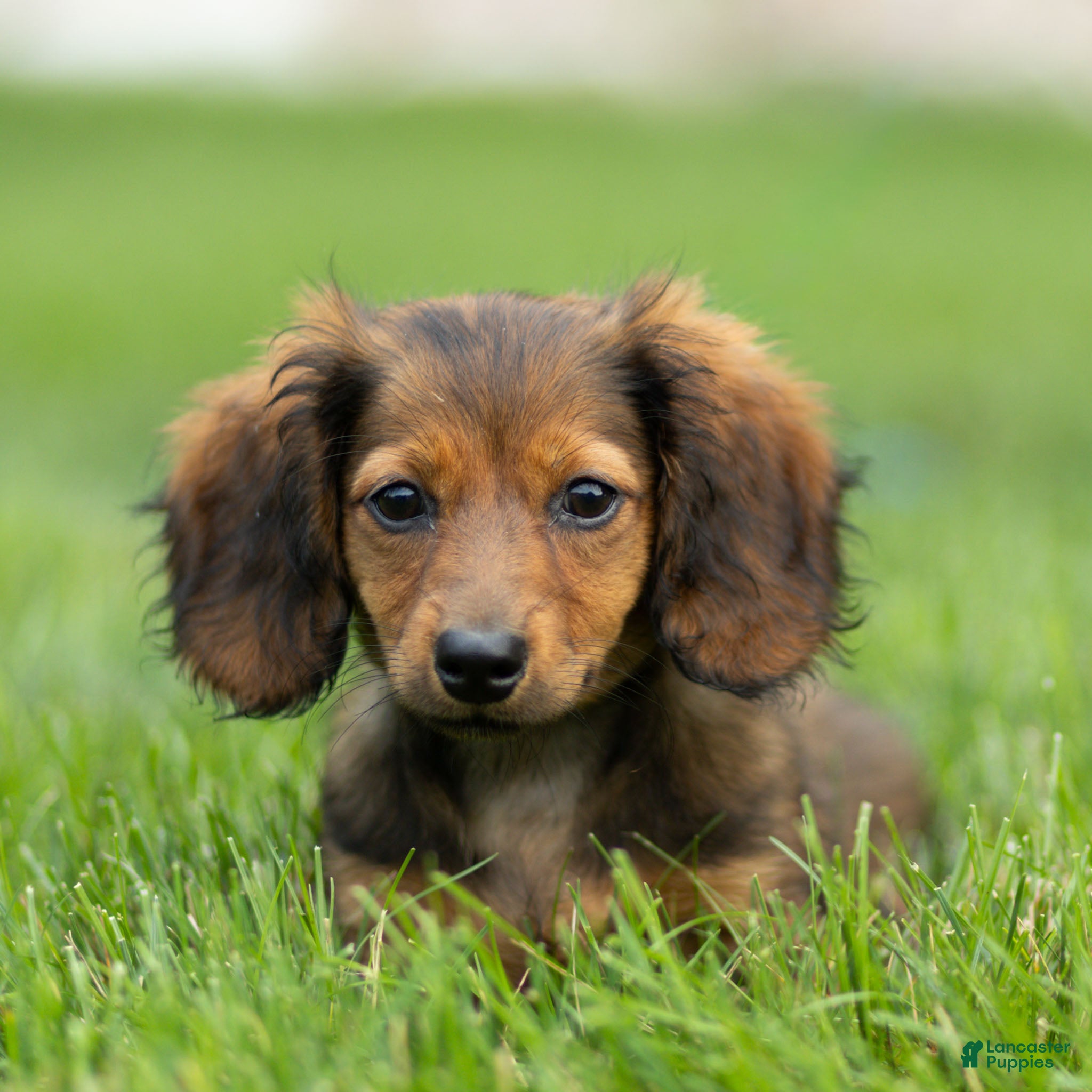 Miniature Dachshund dogs Marie Miniature Dachshund  - Ad 1