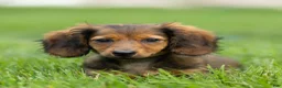 Miniature Dachshund dogs for sale: Marie Miniature Dachshund  - Ad 9