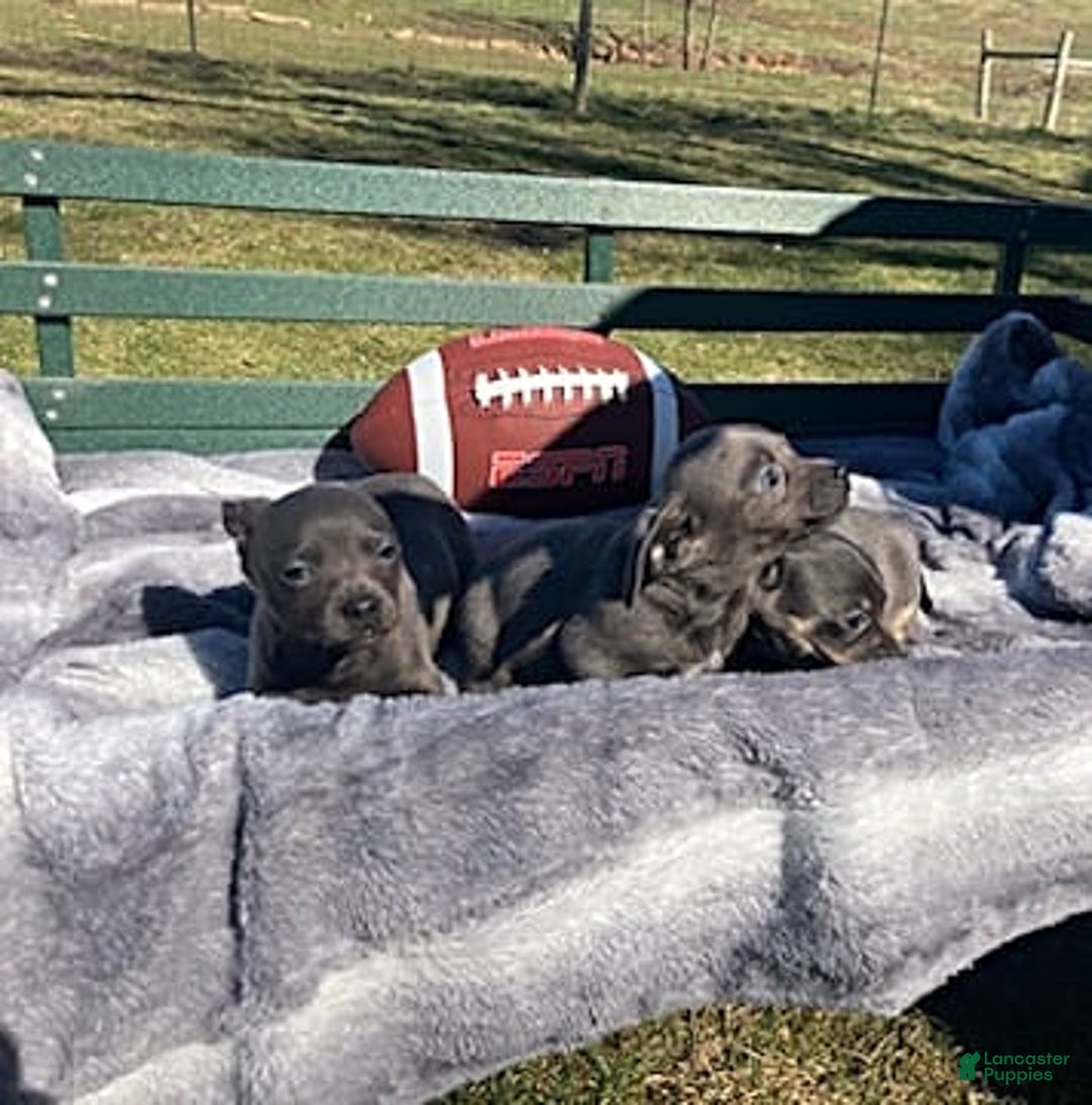 Gallery Image {{count}}