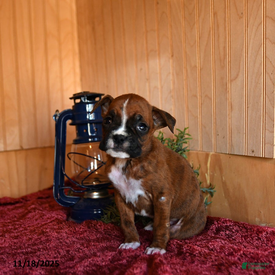 Boxer dogs Rudy - Ad 1