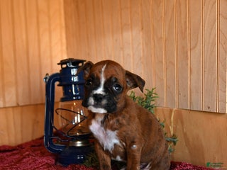 Boxer dogs Rudy - Ad 16