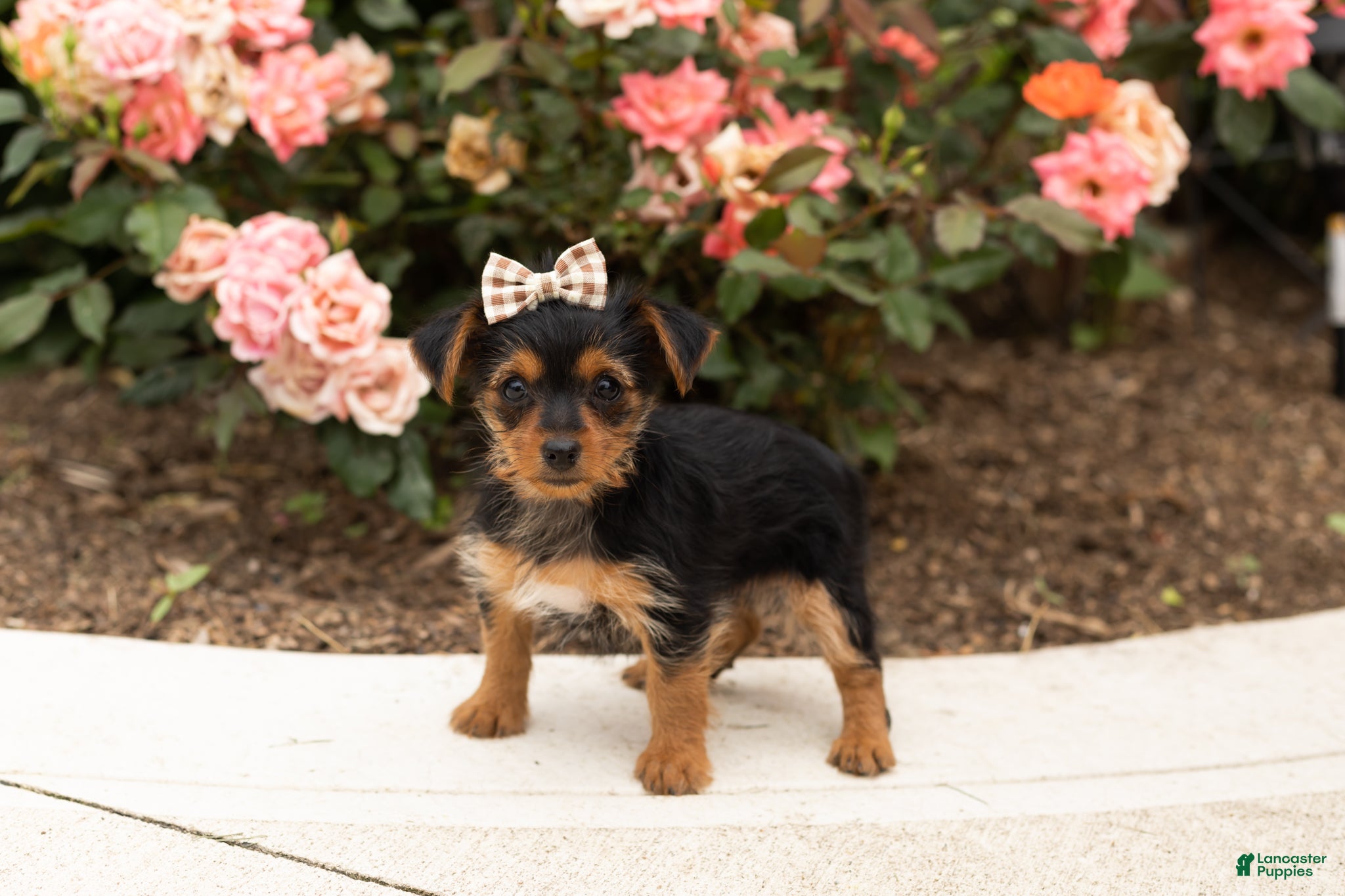 Yorkshire Terrier dogs Dobbin  - Ad 40