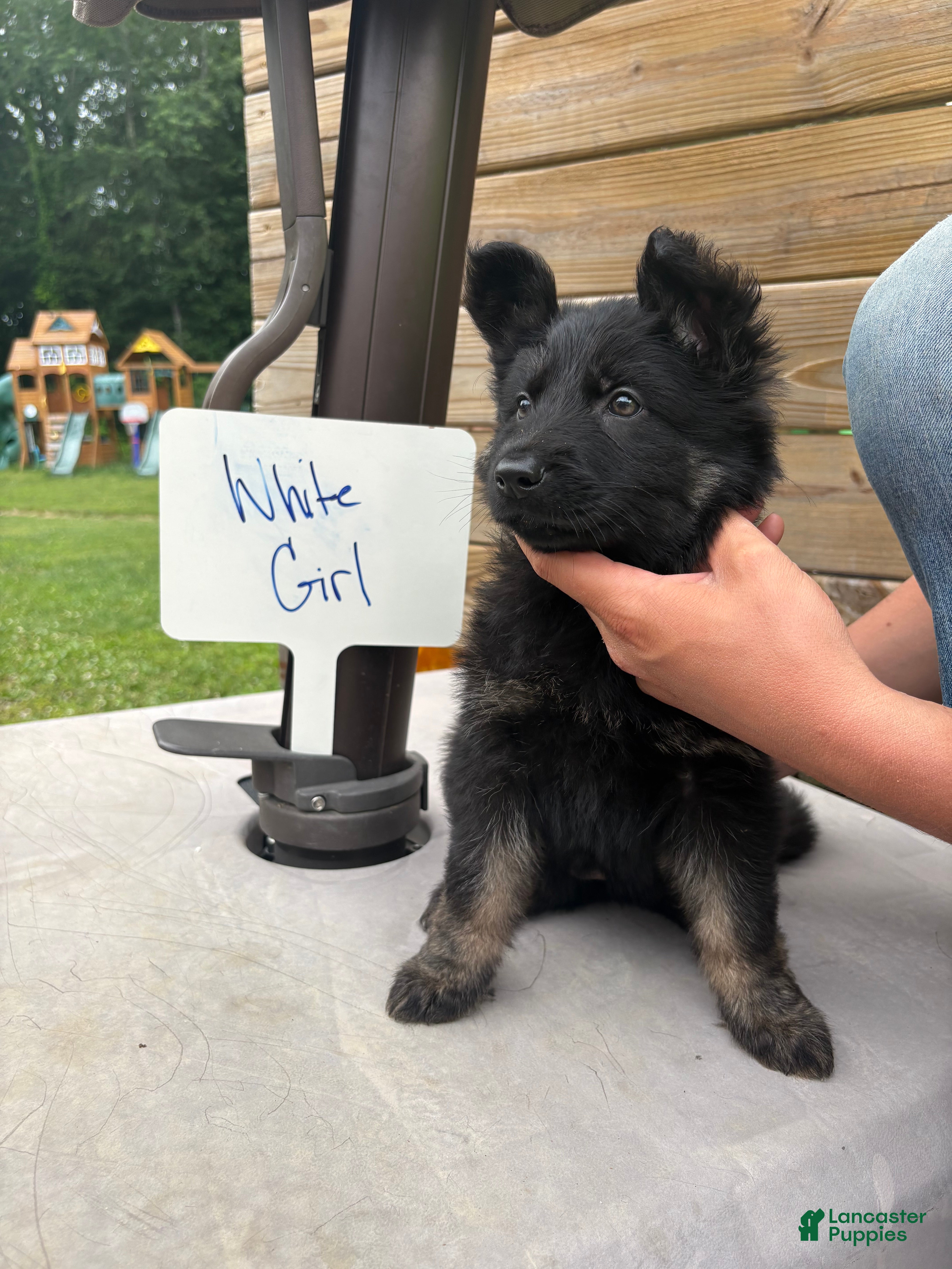 German Shepherd dogs German Shepherd - White - - Ad 12