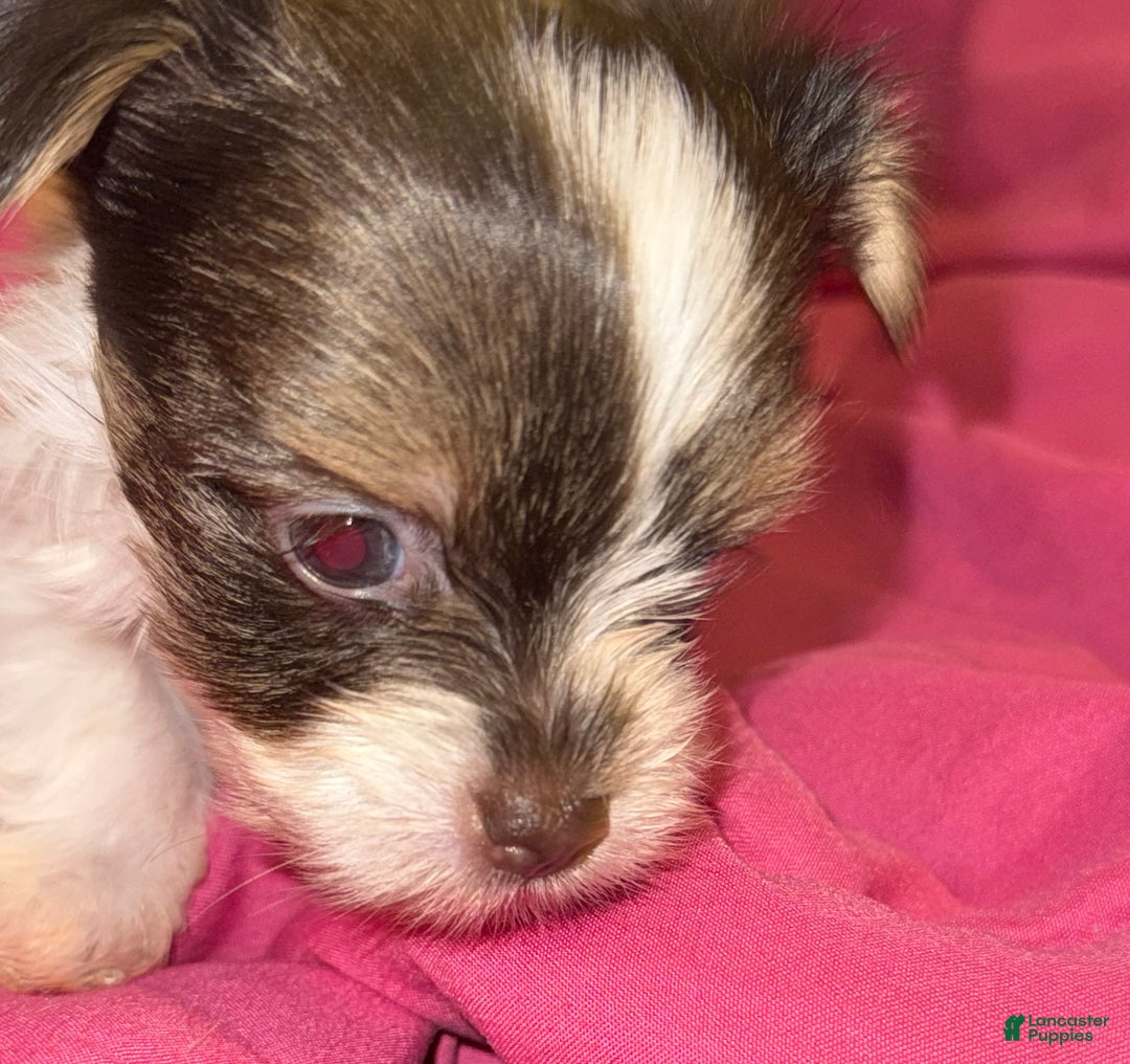 Yorkshire Terrier dogs for sale: Nova - Ad 5